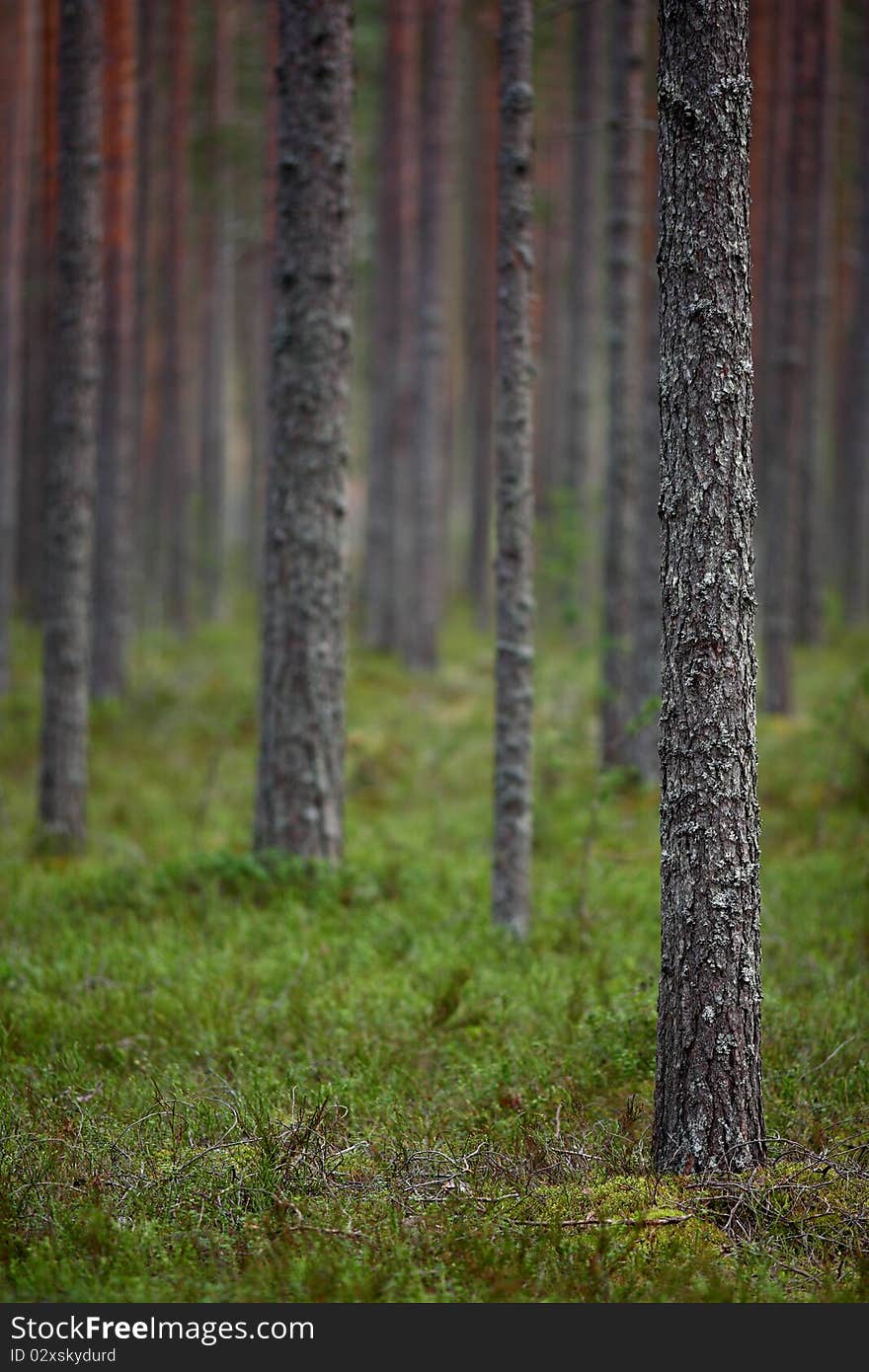 Pine Forest