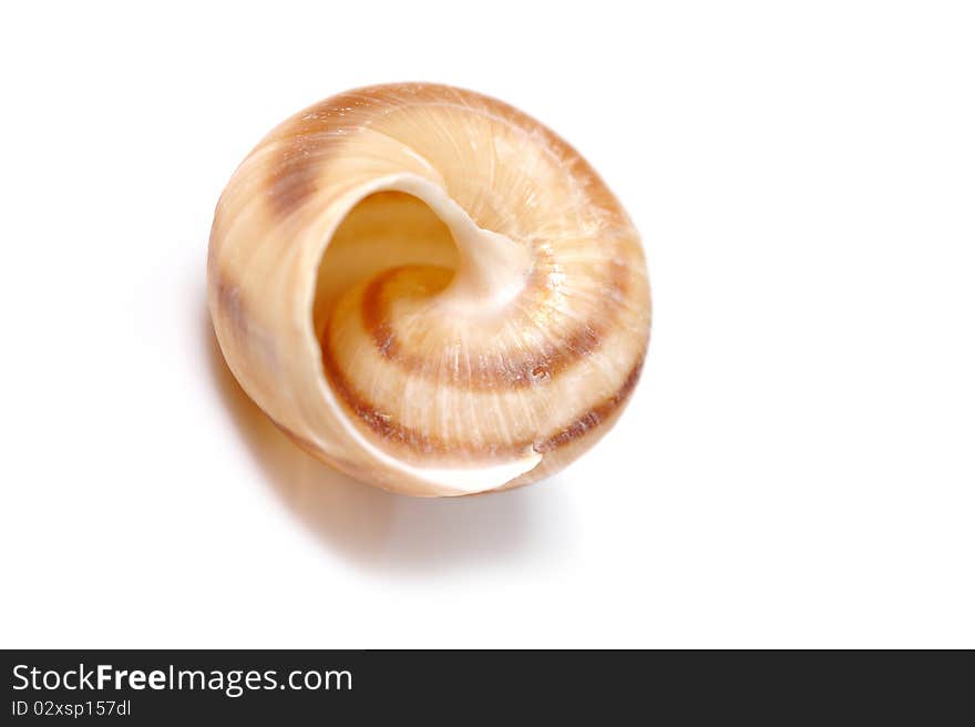 Beautiful sea shell. isolated on white background