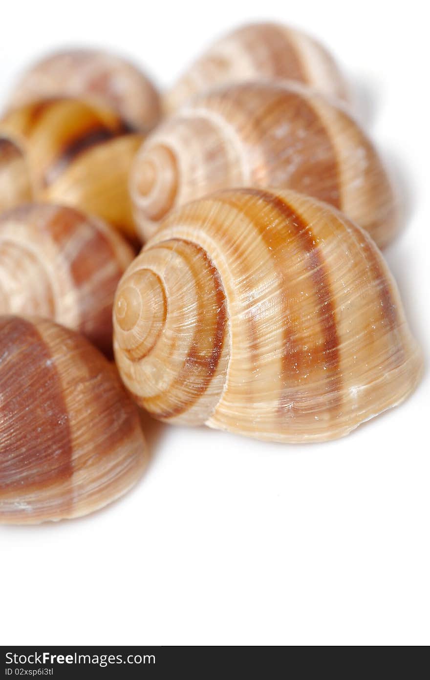 Many Beautiful sea shell. isolated on white background