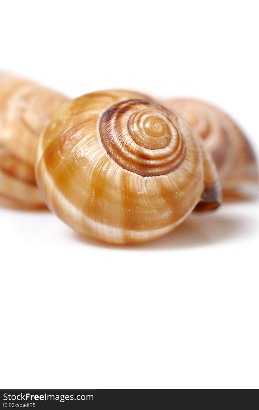 Many Beautiful sea shell. isolated on white background