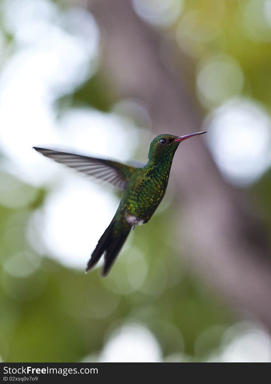 Green-breasted Mango (Anthracothorax prevostii)