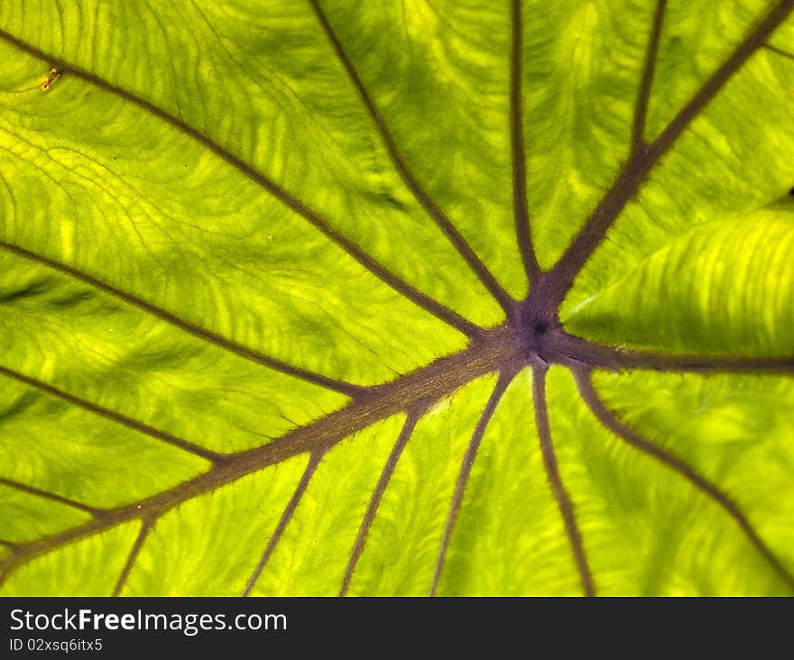 Elephant s ear (colocasia esulenta)