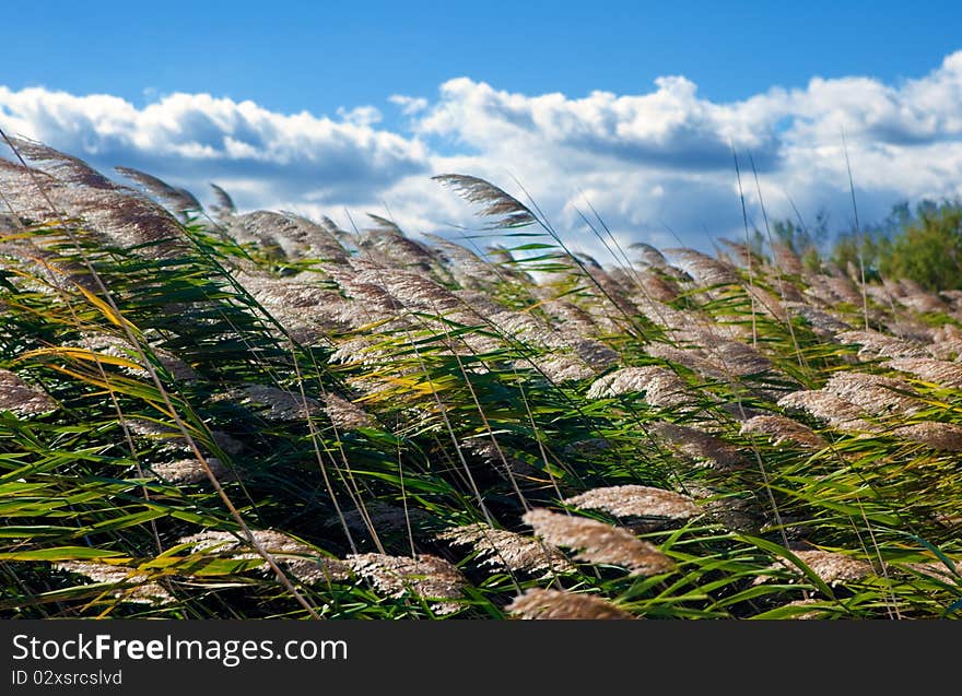 Close image of blue sky and vegetation. Close image of blue sky and vegetation