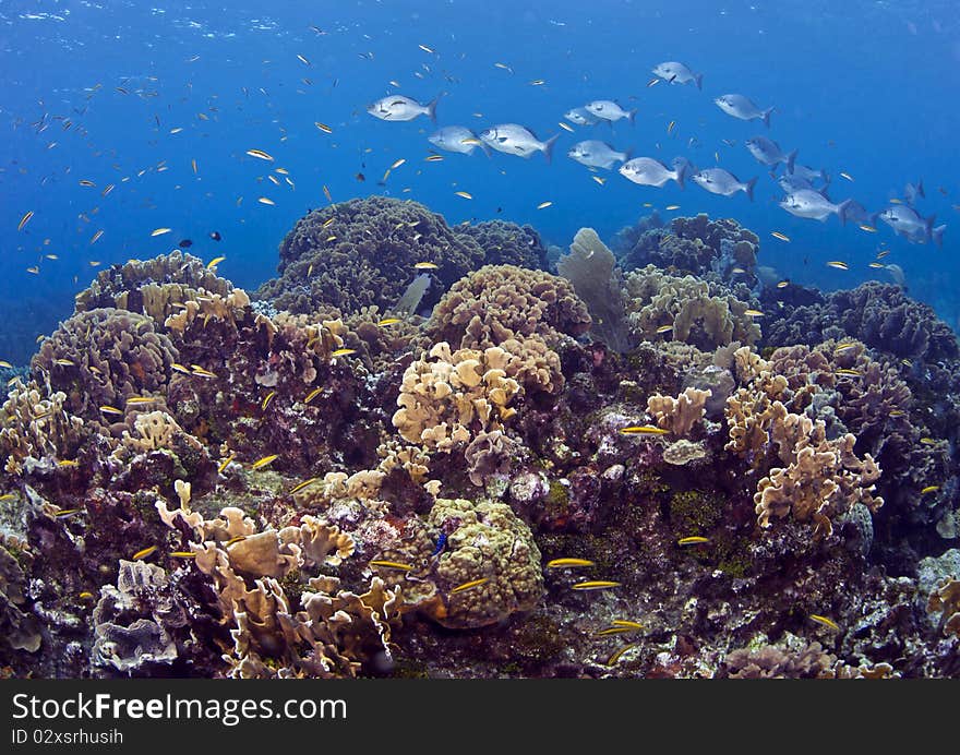 Shubs Swimming Accross Coral Reef