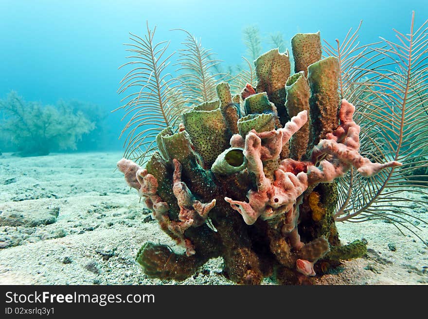 Coral reef off the coast of Roatan honduras. Coral reef off the coast of Roatan honduras