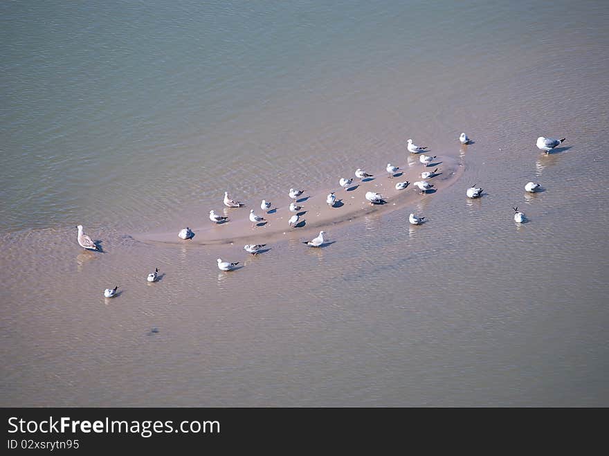 Gulls Resting On Sandbank