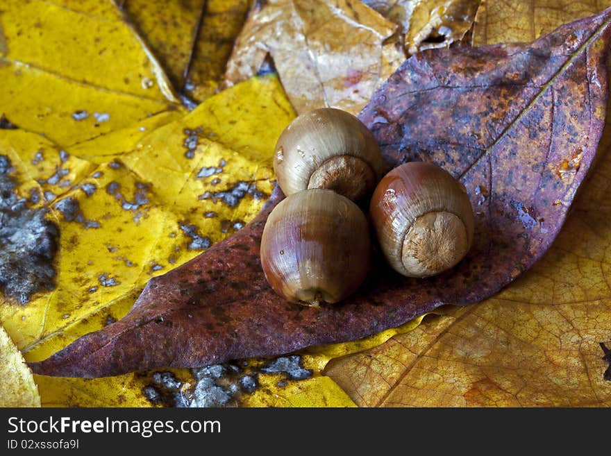 Acorns on autumn leaves in fall setting. Acorns on autumn leaves in fall setting