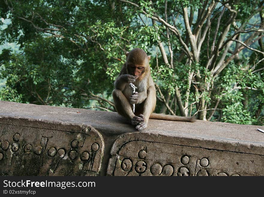 Lonely burmese monkey