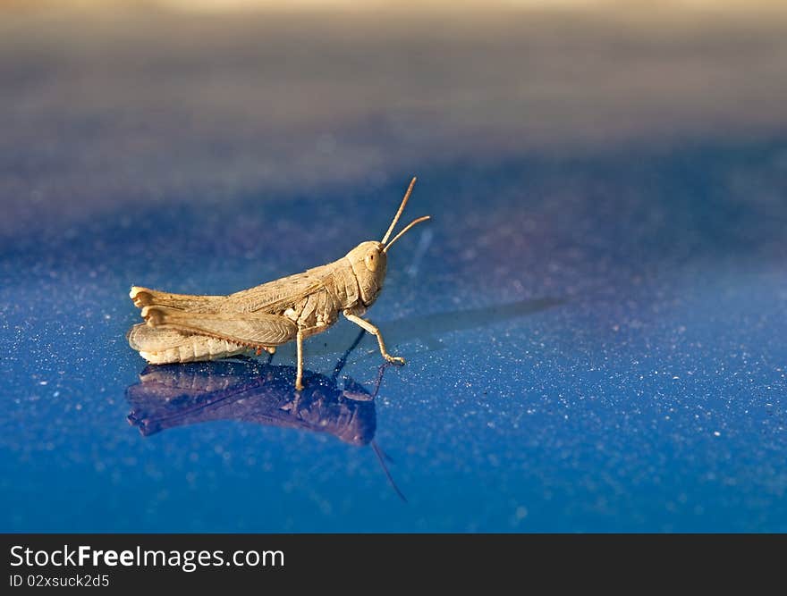 Grasshopper on a blue