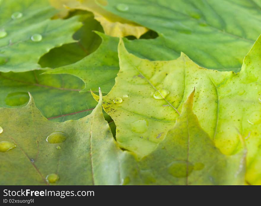 Rain droplets on the autumn fallen down leaves