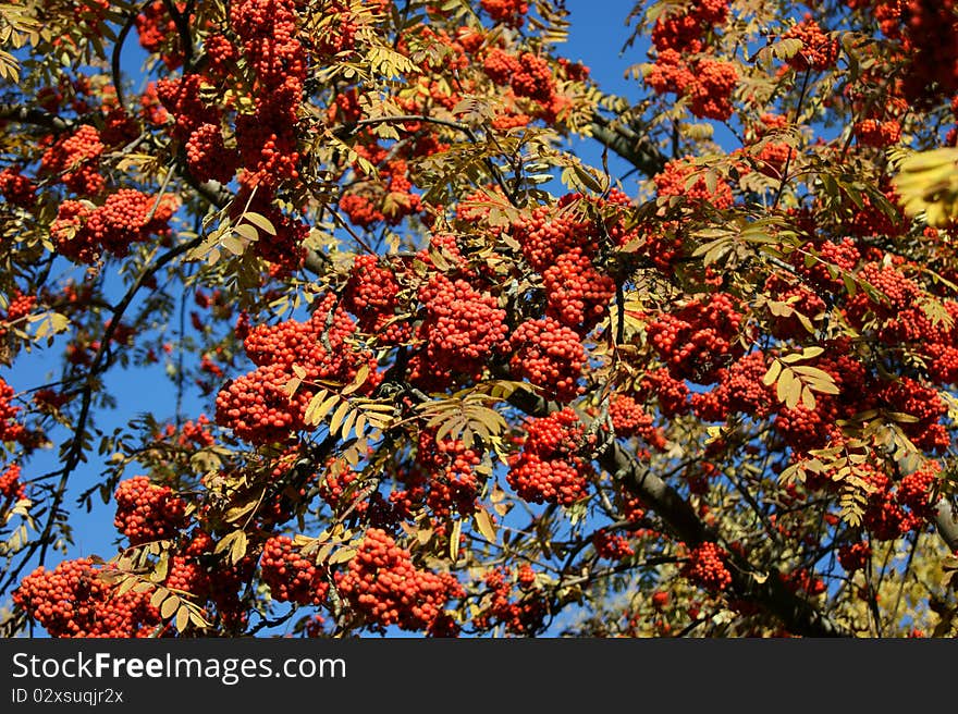 Rowan Tree