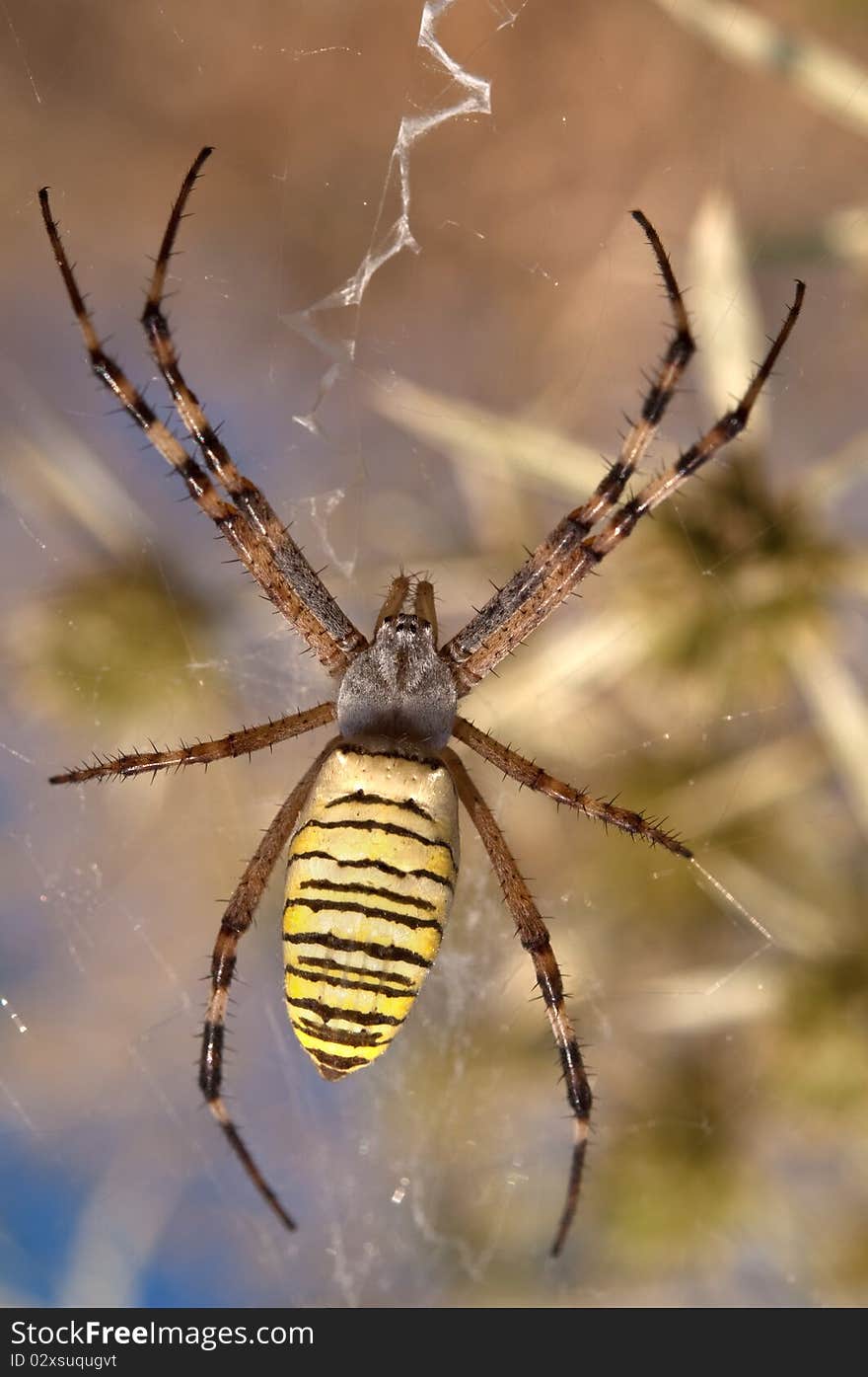 Wasp spider