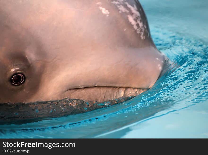 Closeup of the beluga whale