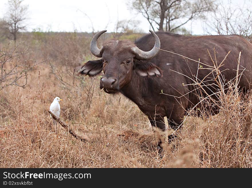 Cape buffalo grazing with cattle egrets showing commensalism symbiotic relationship. Cape buffalo grazing with cattle egrets showing commensalism symbiotic relationship