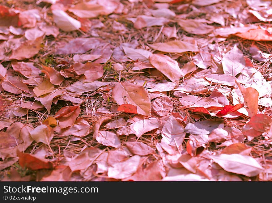 Autumn von: dry yellow leaves lie on the ground