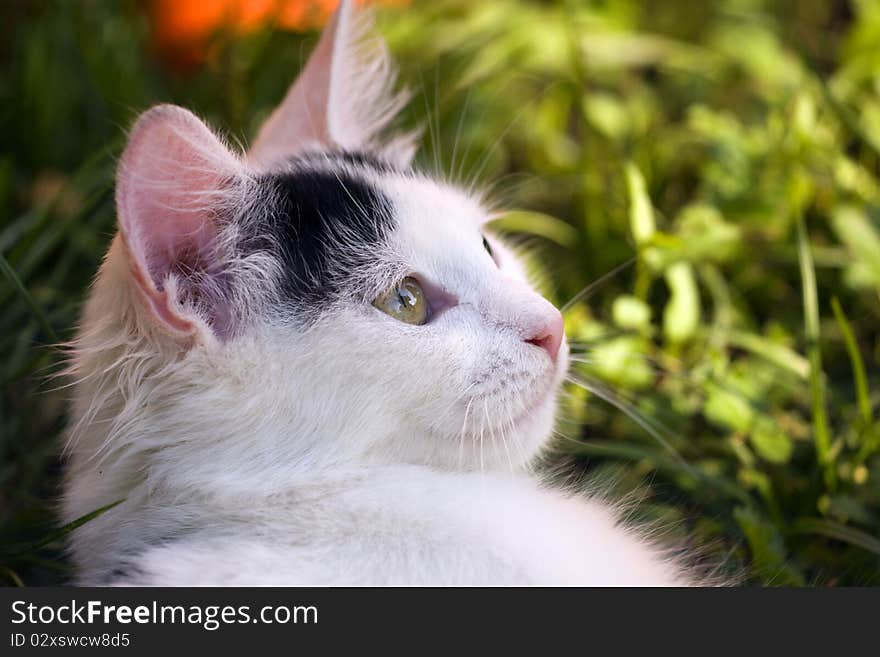 Closeup of the white cat looking at something.