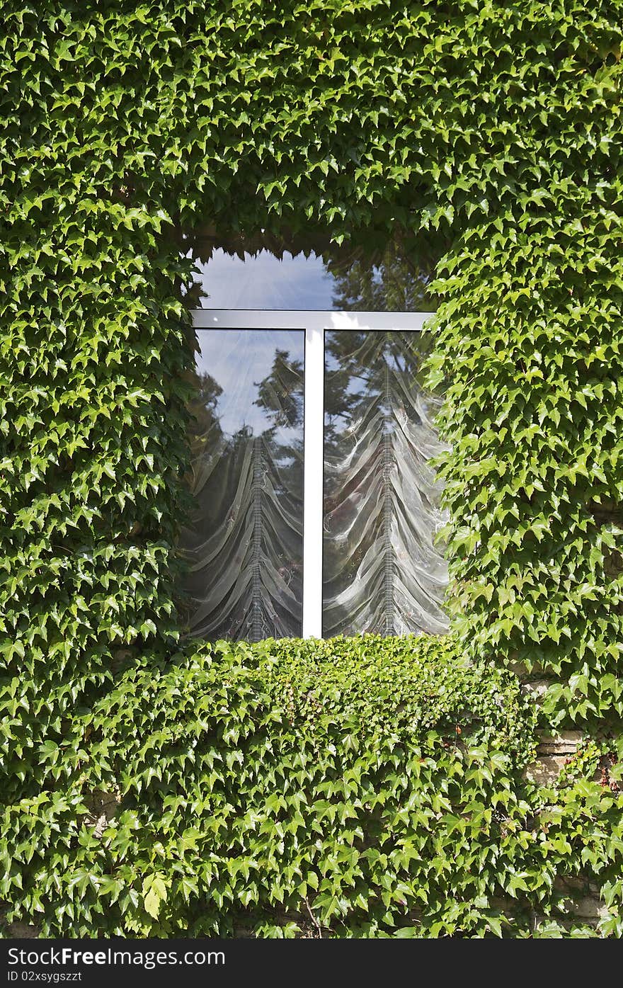 Window with ivy leafs