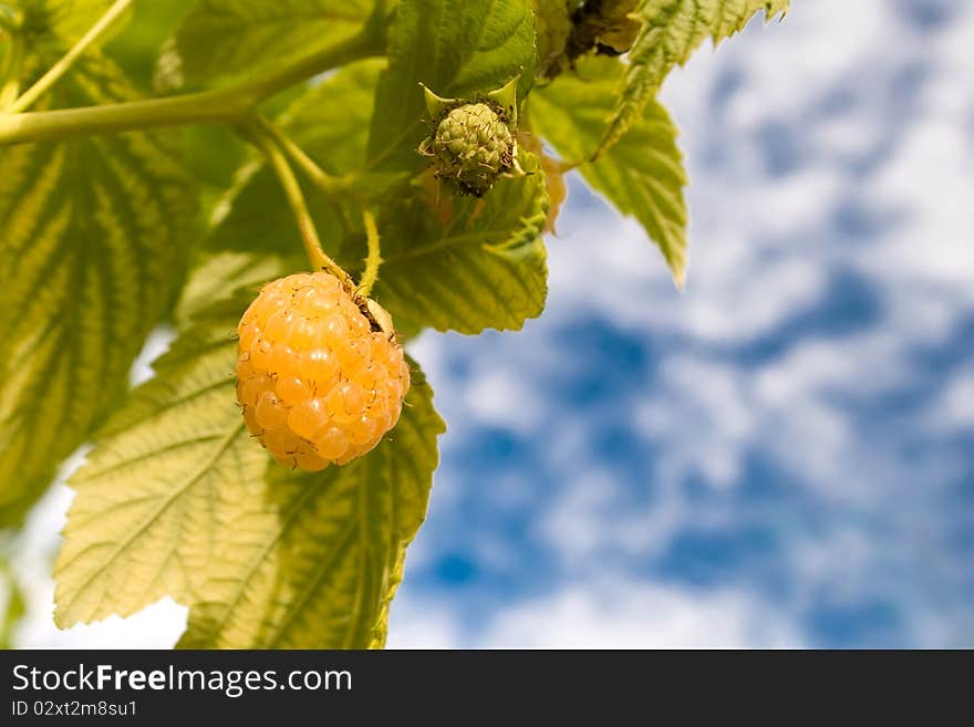 Yellow raspberry .