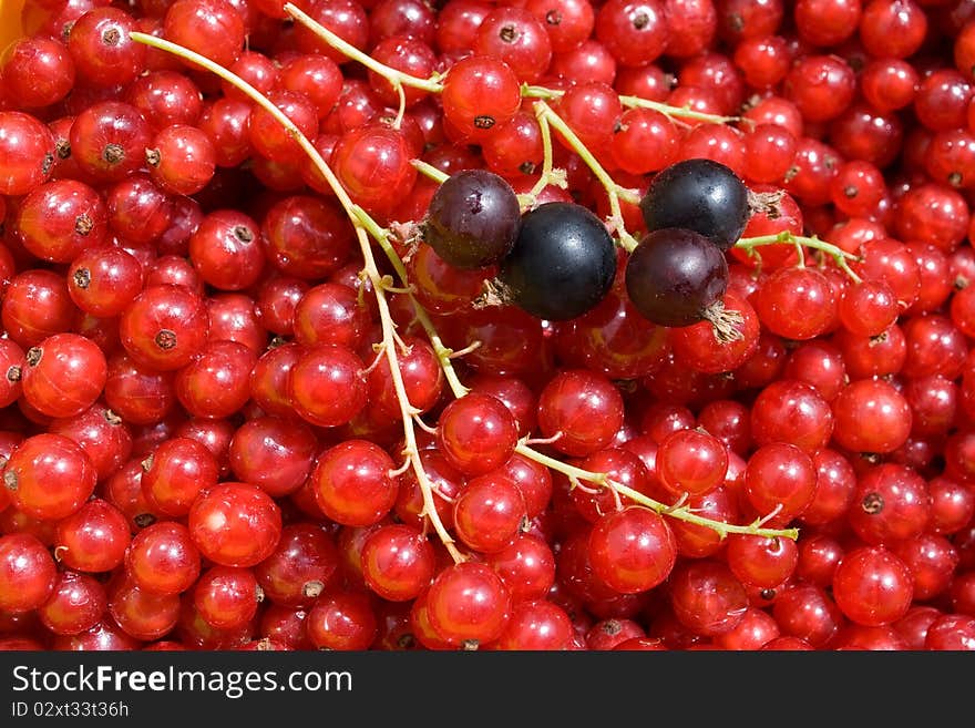 Red and black currant, berry background.