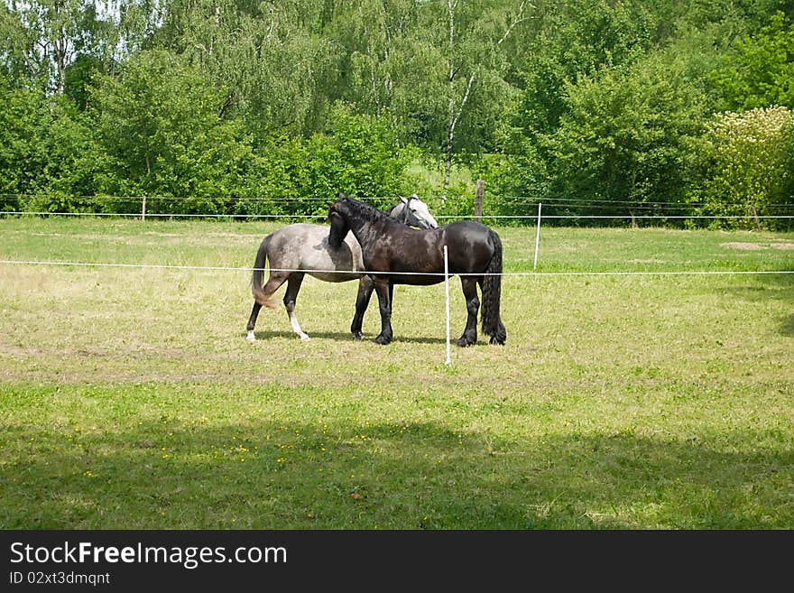 Two horsies in a shelter. Two horsies in a shelter.