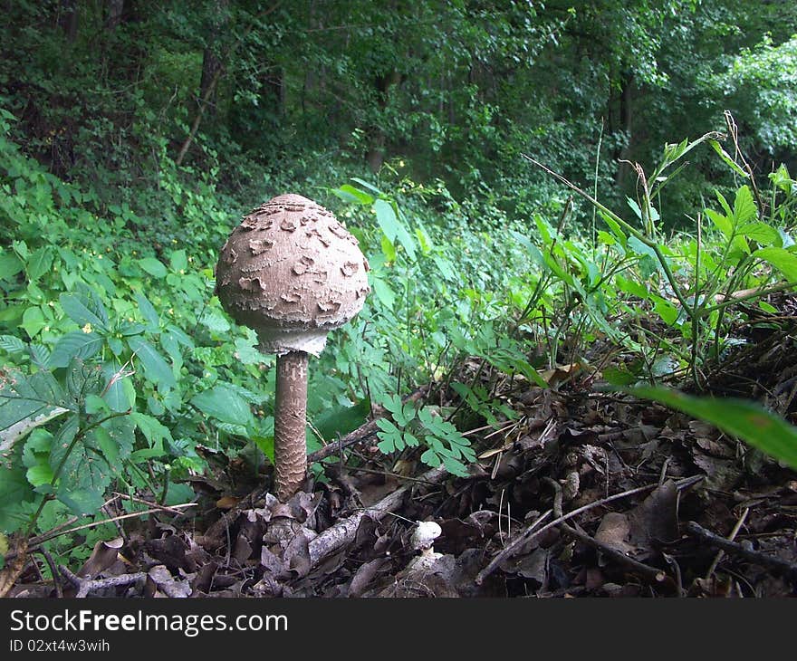 Macrolepiota Procera