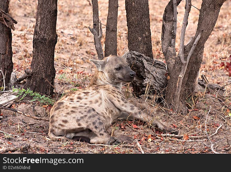 African spotted hyena