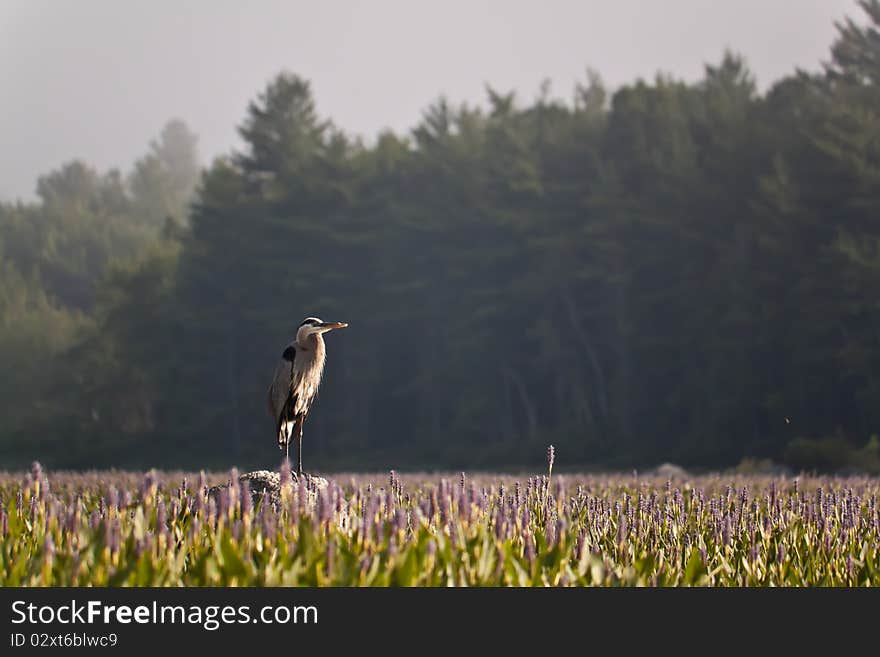 A Great Blue Heron (Ardea herodias) surveys its territory from a rock amidst a field of purple flowers.