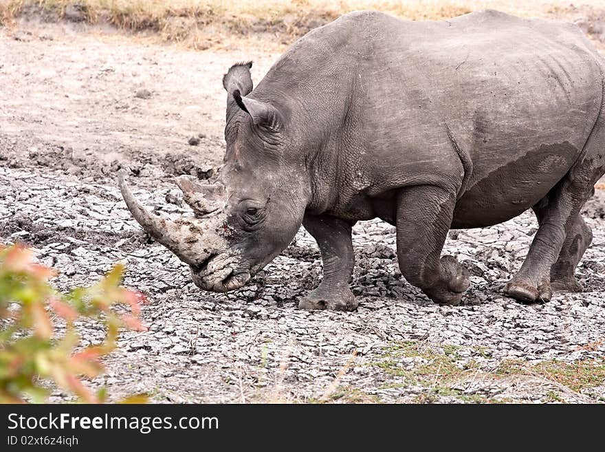 Single white rhinoceros enjoying a mud bath in the Kruger National Park, South Africa during the dry season. Single white rhinoceros enjoying a mud bath in the Kruger National Park, South Africa during the dry season