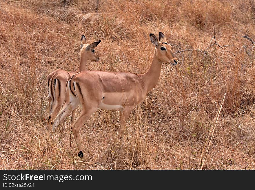 Impala antelope