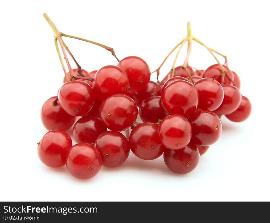 Two branches of viburnum on a white background. Two branches of viburnum on a white background