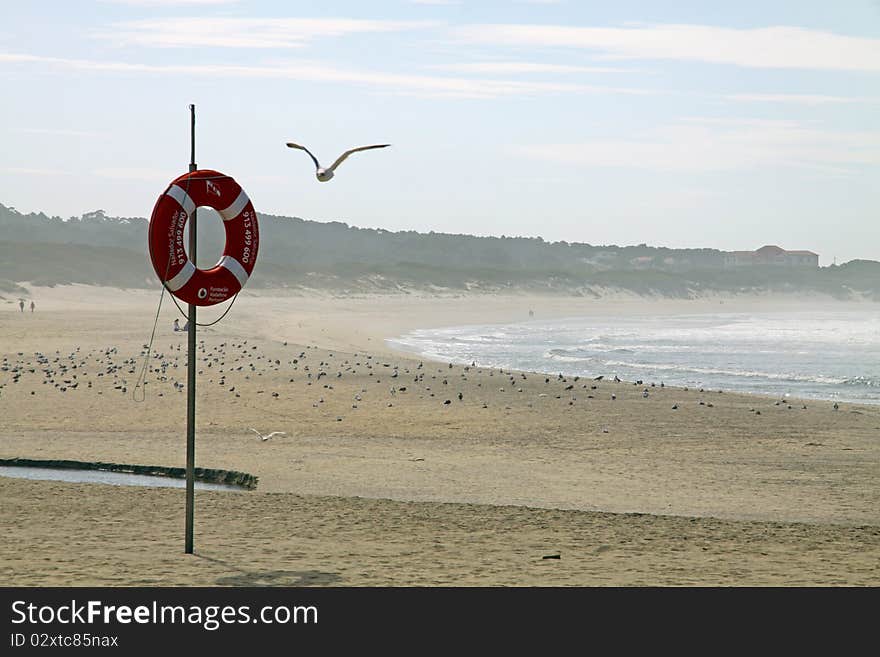 Lifebuoy and seagull