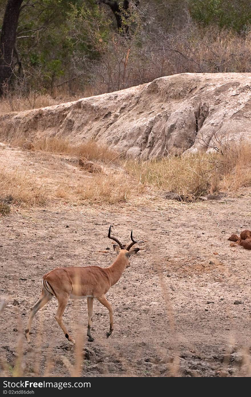 Leopard stalking impala