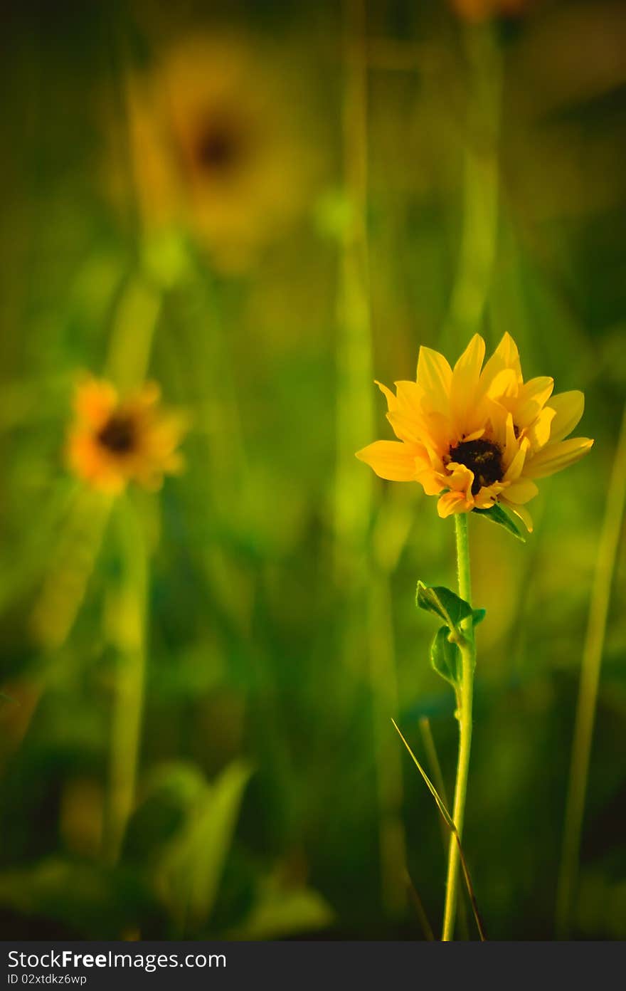 A Gold wildflower grows along the mountain tundra of the rocky mountains