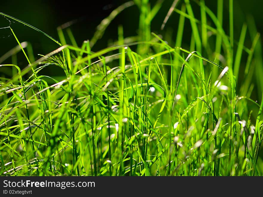 Green grass in the park