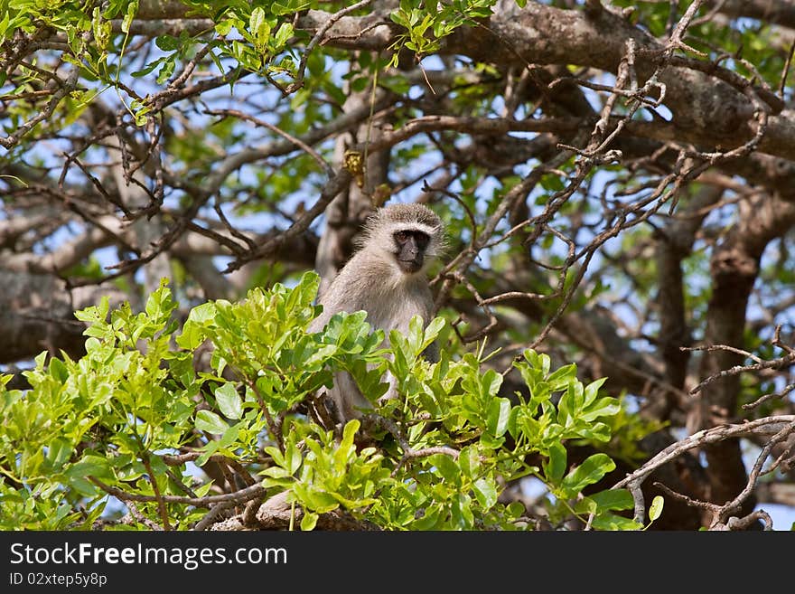 Young vervet monkey sitting in tree among green leaves