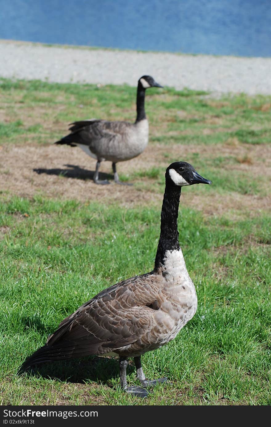 Close-up Canadian goose