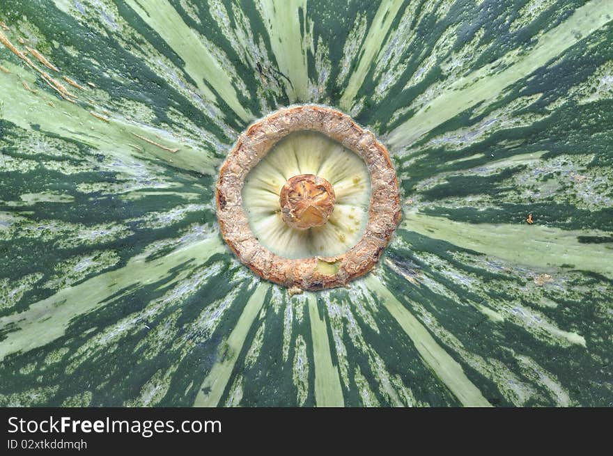 Macro Japanese Pumpkin