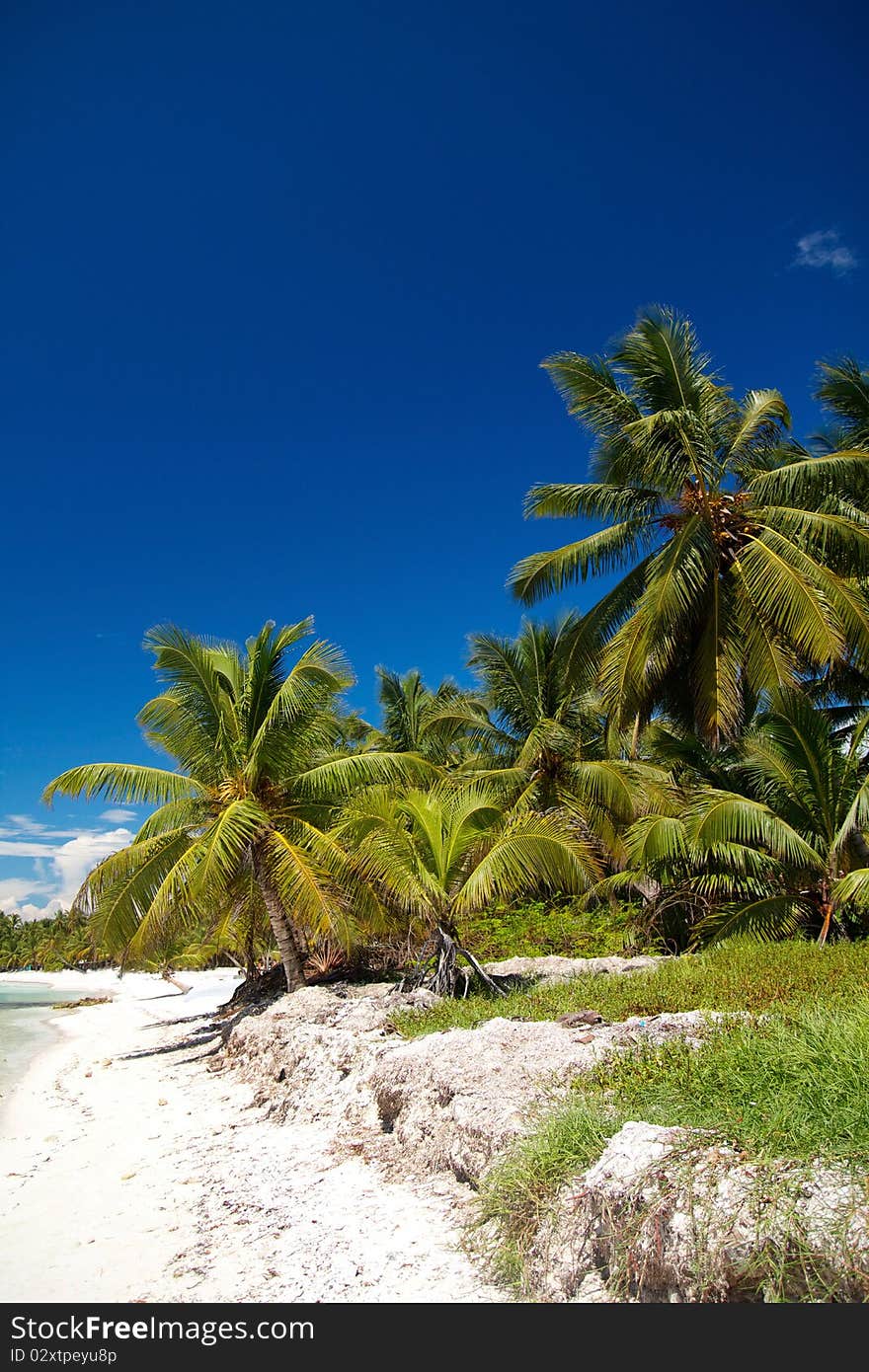 Palms on caribbean sea, Dominican Republic. Palms on caribbean sea, Dominican Republic