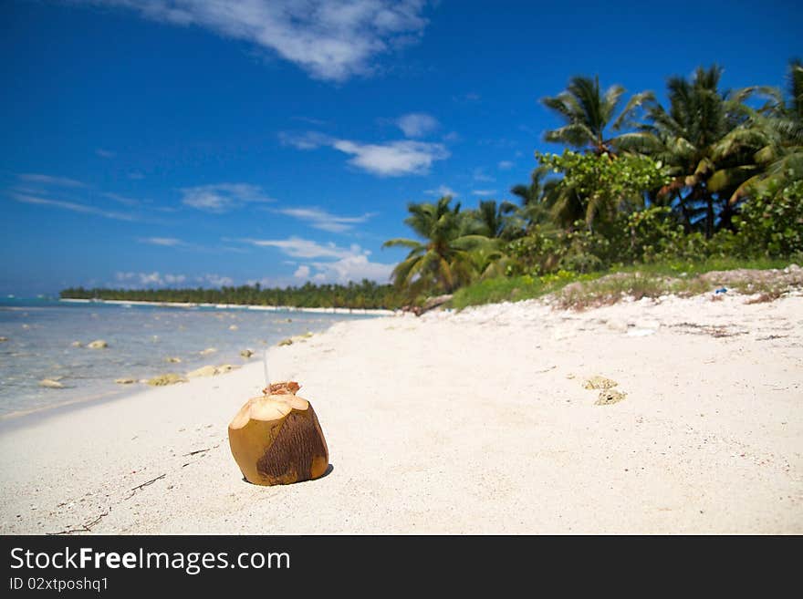 Coconut cocktail on caribbean sea, Dominican Republic. Coconut cocktail on caribbean sea, Dominican Republic