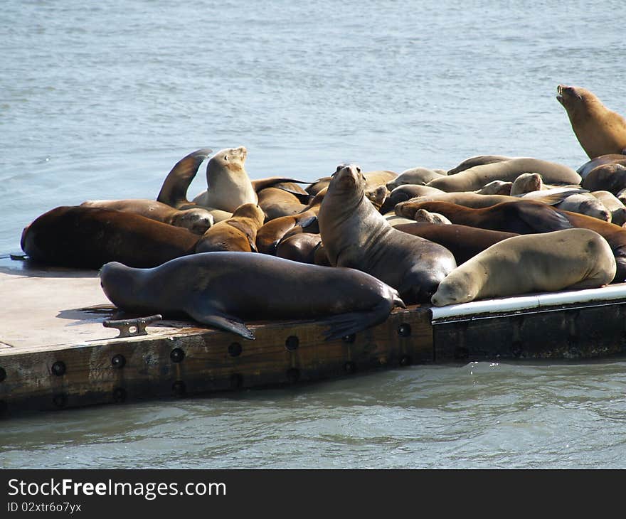 Seals Resting On Dock