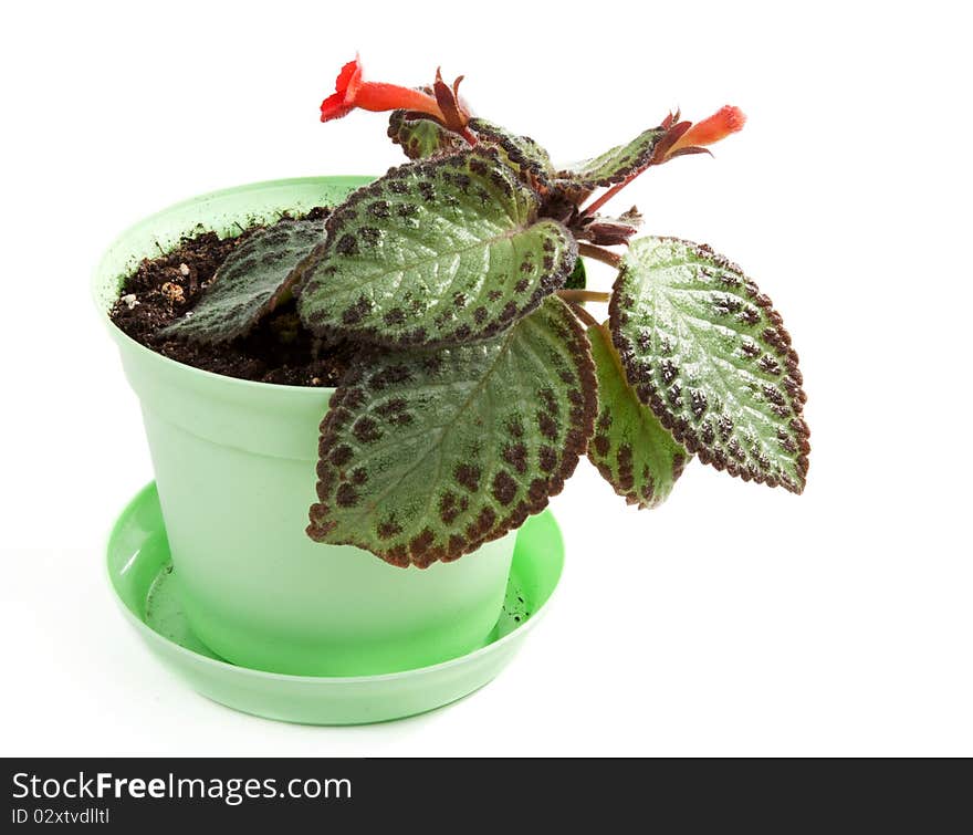 Room flower in green pot on white background