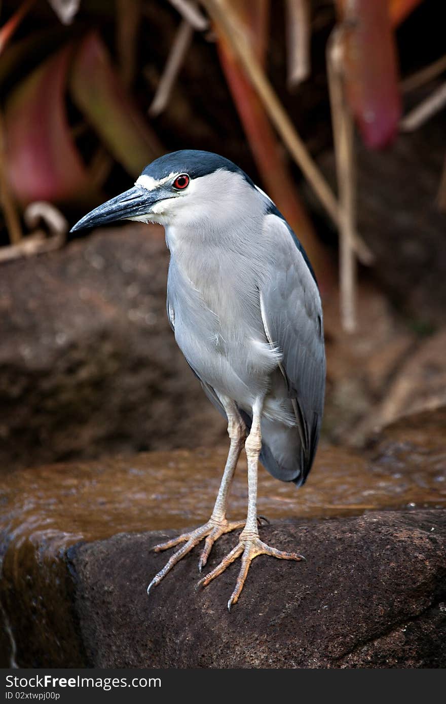 Black-Crowned Night Heron