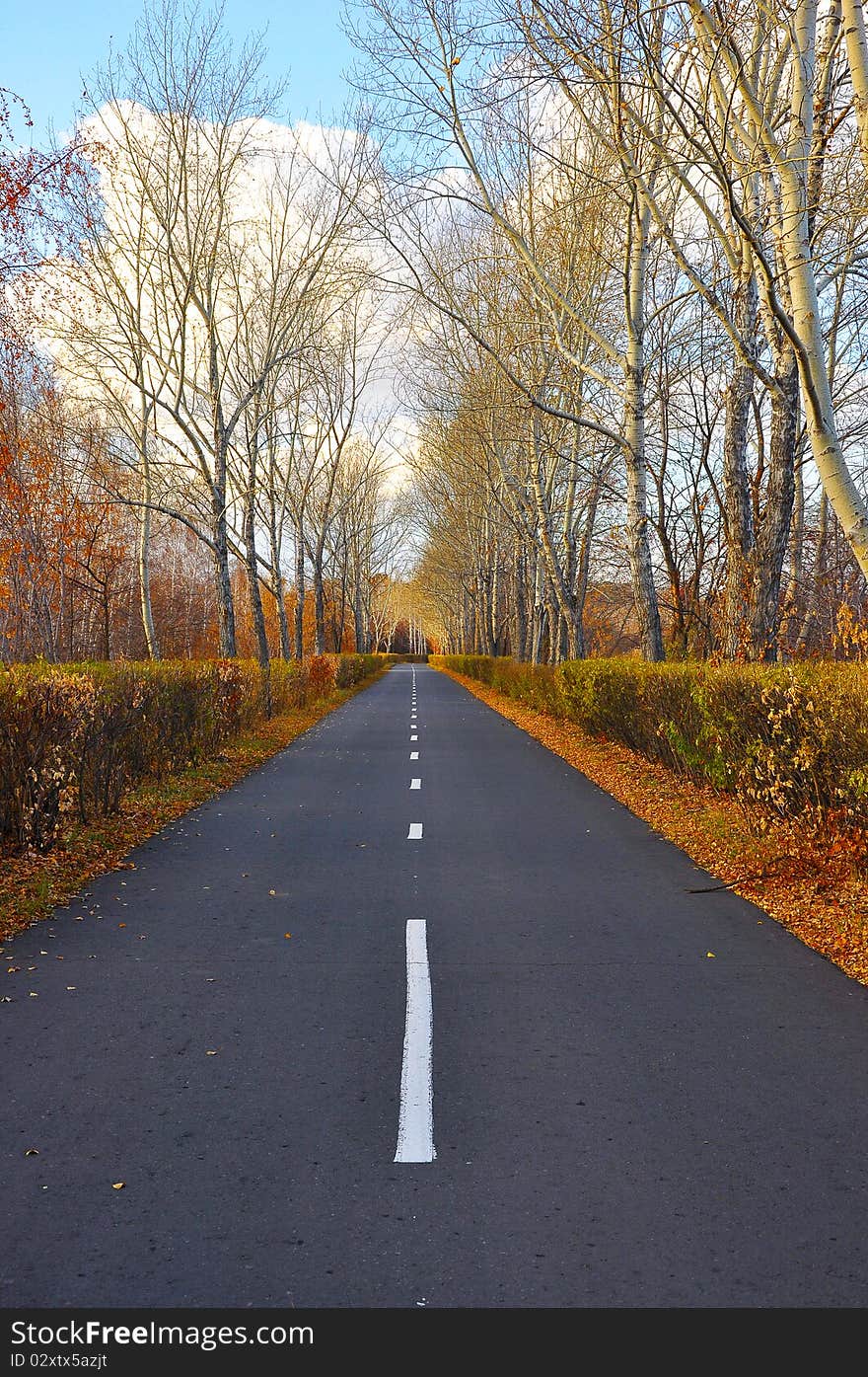 A road through a forest in autumn