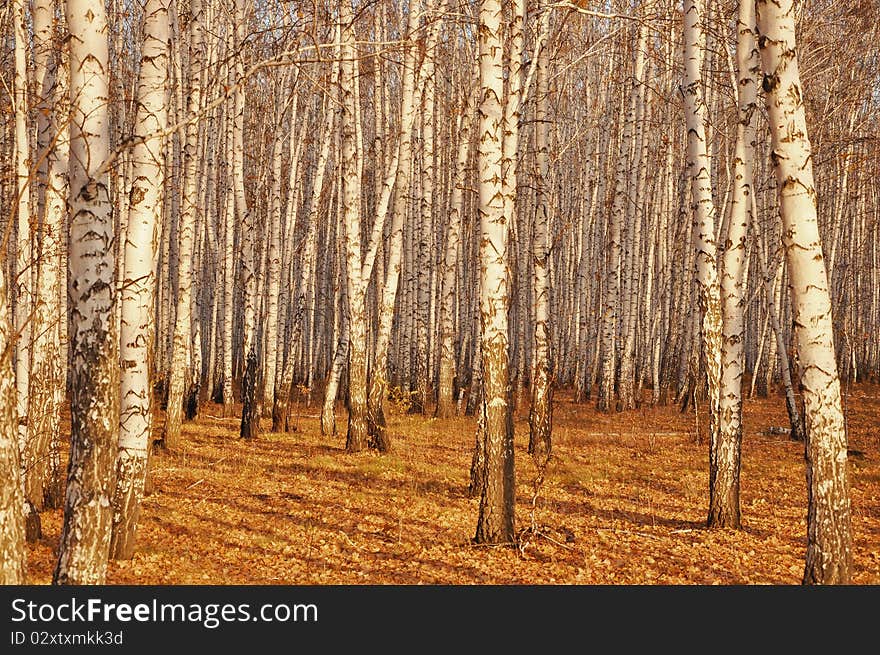 View of birch trunks in autumn forest. View of birch trunks in autumn forest