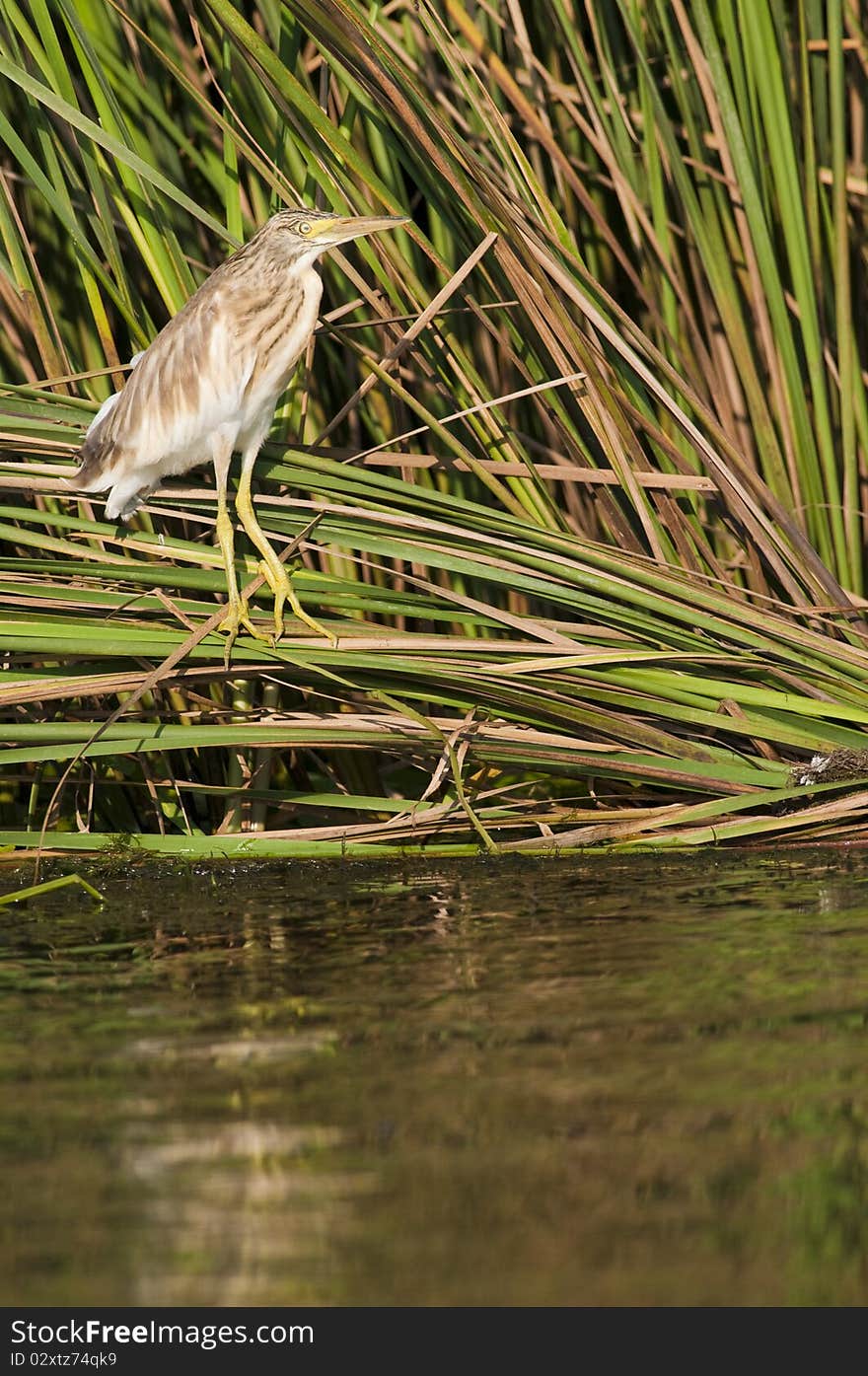 Silky Or Squacco Heron