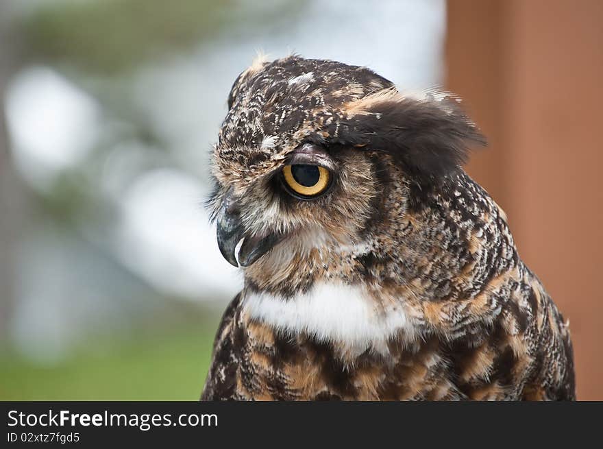 Great Horned Owl In Profile