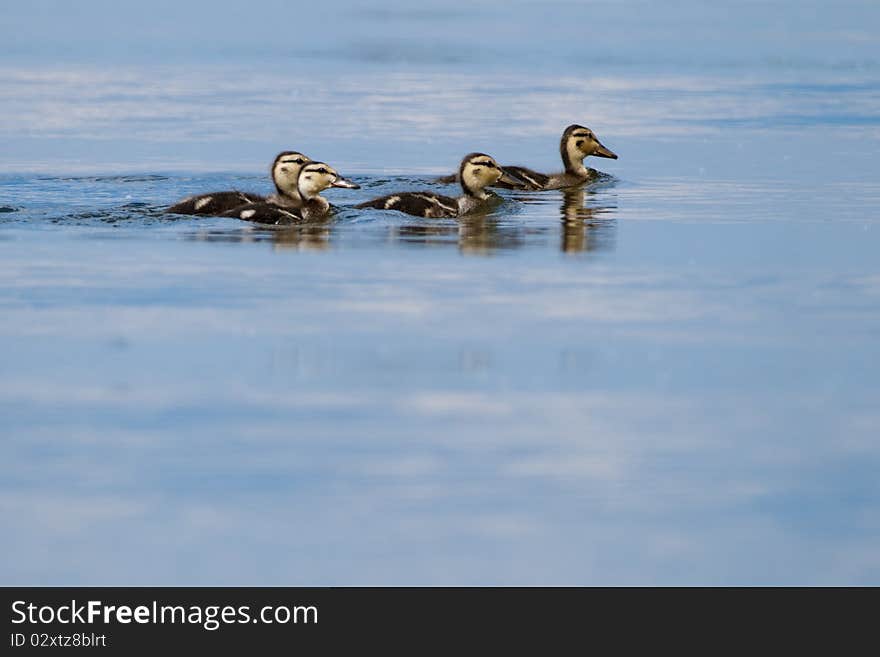 Mallard Duck Ducklings