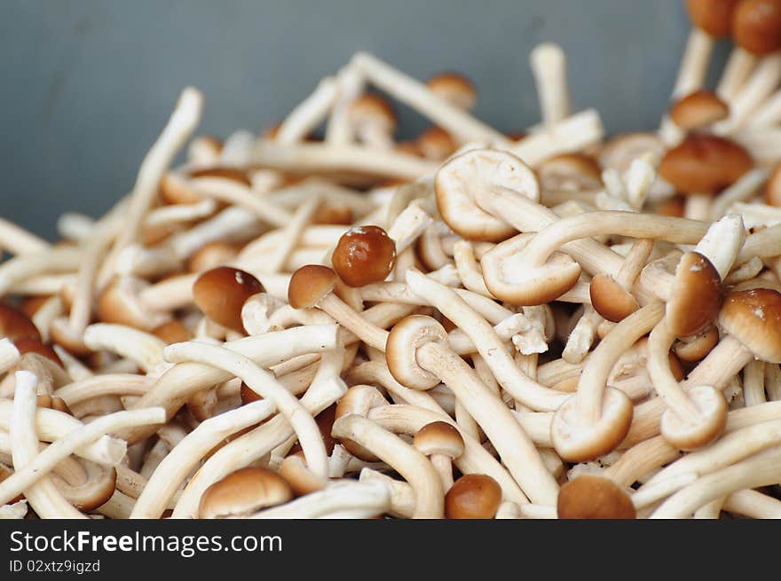 Baby mushrooms , used for background