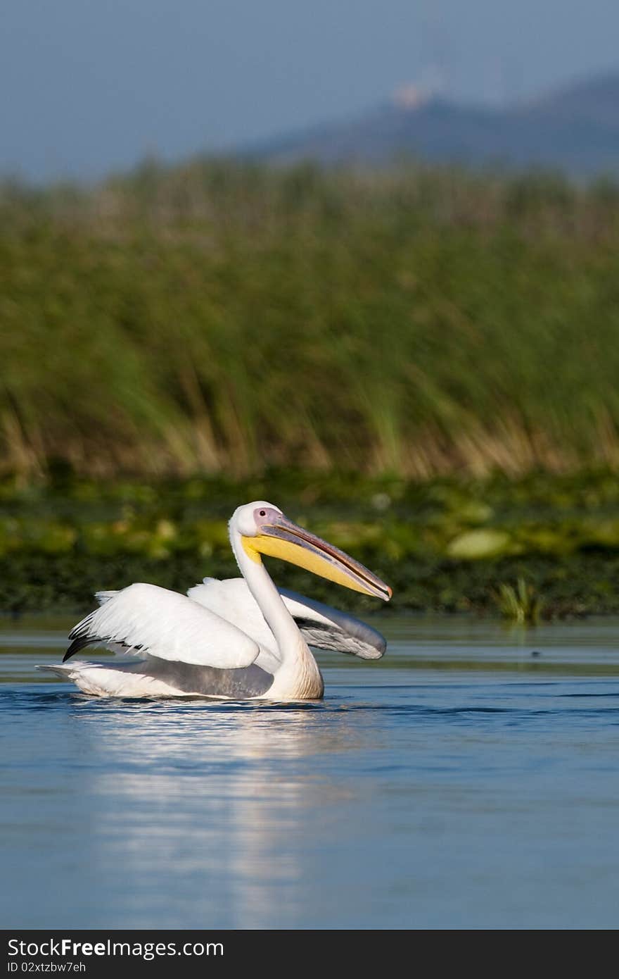 White Pelican Taking off