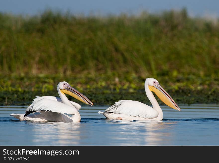 White Pelicans Pair